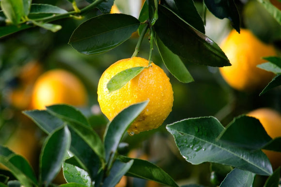 History of the Sicilian Lemon